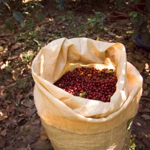 Kopi Robusta Organik "Lestari"